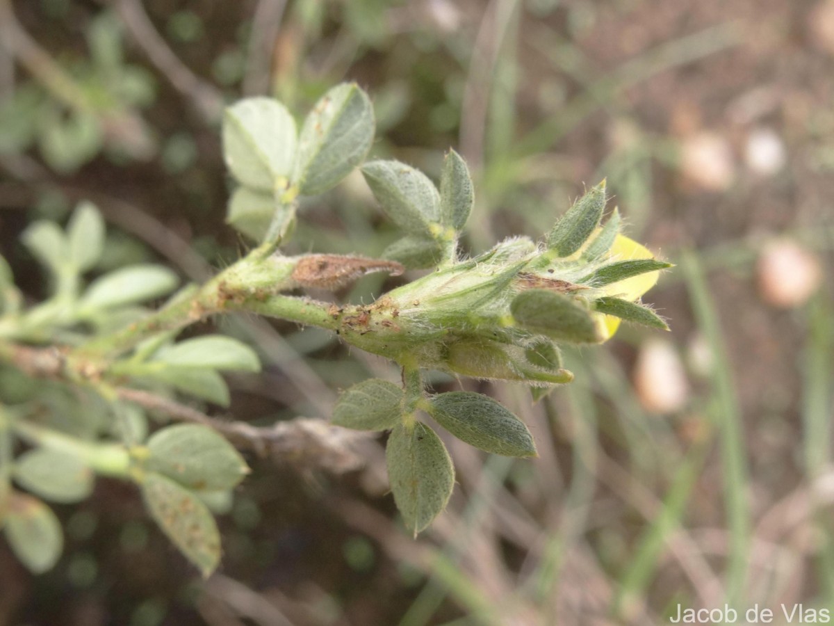 Stylosanthes fruticosa (Retz.) Alston